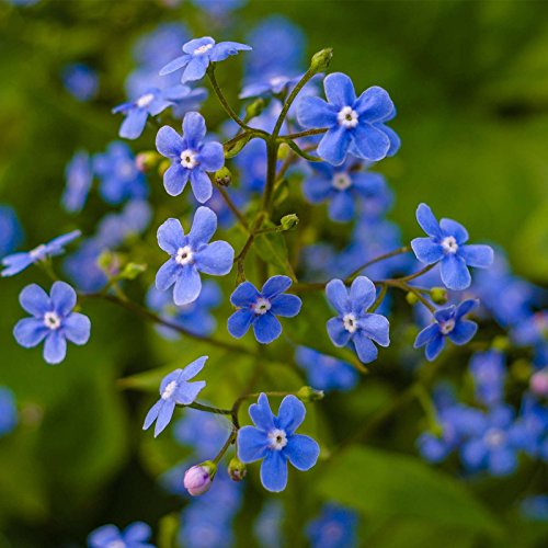 Mountain Valley Seed Co Myosotis Flower Garden Seeds Sylvatica Forget Me | Not - 1 Oz - Perennial Flower Gardening Seeds - sylvatica - size: 1 Oz Pouch