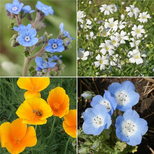 Ferry-Morse Sun-Shade Bulk Wildflower Seeds, 390,000+, 1 lb - color: All-Purpose Sun-Shade