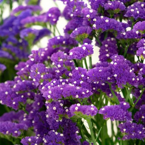 Mix Statice Forget me not Seeds for Planting, 309+pcs Perennial Statice Flower Seeds, Non-GMO Heirloom Rare Beauty Blooms Flowers Plants Home Garden for Outdoors
