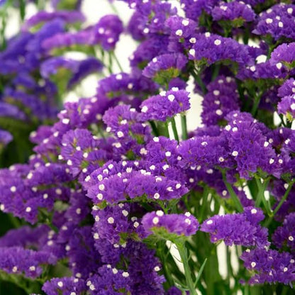 Mix Statice Forget me not Seeds for Planting, 309+pcs Perennial Statice Flower Seeds, Non-GMO Heirloom Rare Beauty Blooms Flowers Plants Home Garden for Outdoors