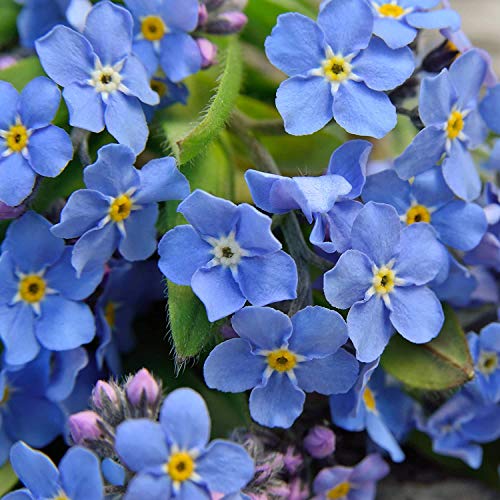 60 Seeds of Woodland Forget me not Seeds Myosotis Sylvatica Flower Seeds Nature Fresh - 60 Seeds