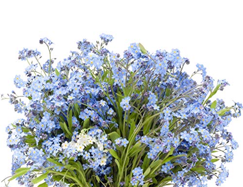 Forget-ME-NOTS 700 Seeds (Myosotis sylvatica) Heirloom - Non GMO - Perennial