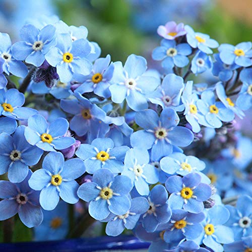 60 Seeds of Woodland Forget me not Seeds Myosotis Sylvatica Flower Seeds Nature Fresh Flower Seeds