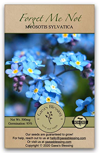 Gaea's Blessing Seeds - Forget Me Not Flower - Non-GMO Seeds with Easy to Follow Planting Instructions - Open-Pollinated Heirloom French Woodlands (Myosotis Sylvatica), 93% Germination Rate