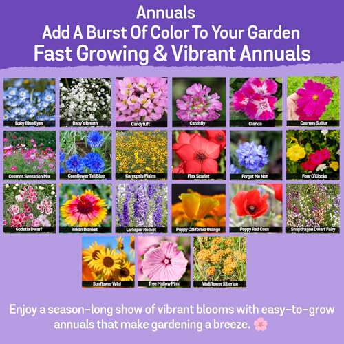 NatureZ Edge Wildflower Seeds Mix – 2 Oz, 85,000 Seeds, 35 Variety Perennial & Annual Flower Seeds to Plant Outside, Bulk Wildflower Seeds, Wild Flower, Semillas de Flores - size: 2 oz