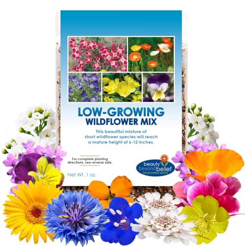 BBB Seed Low Growing Wildflower Seeds Mix, 6-12 Inch Short Flowers, 1 oz | Short Flowers, Annual and Perennial Garden Seeds, Cornflowers, Fairy Garden Seeds