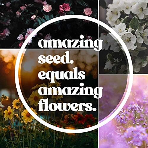 Mountain Valley Seed Co Wildflower Seed 1 Lb 640,000+ Seeds Annual | Southwestern Wildflower Seed Mix Perennial Flower with Southwest Native Wildflowers, Flower Seed Bulk, Desert Wildflowers Mix - size: 1 Lb, style: Southwest