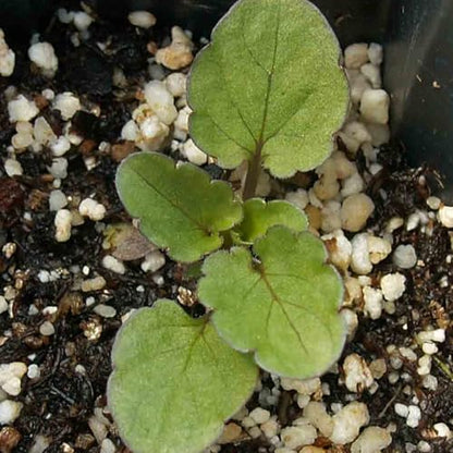 Seed Needs King Henry Viola Seeds to Plant Gothic Violet Flowers 2 Packs - size: 2 Packs, style: King Henry Viola