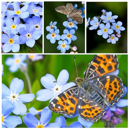Seed Needs Forget Me Not Seeds to Plant Blue Annual Flowers 2 Packs - size: 2 Packs, style: Blue FMN