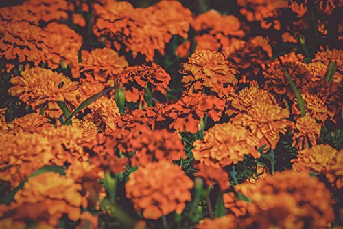 Set of 100 Assorted Valley Green Flower Seed Packets! Flower Seeds in Bulk - 20+ Varieties Included