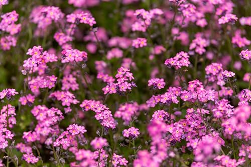 100 Victoria Pink Forget Me NOT Myosotis Alpestris Shade or Sun Flower Seeds