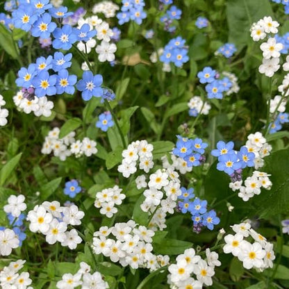 Eden Brothers Forget Me Not Seeds - White - size: Packet, style: White