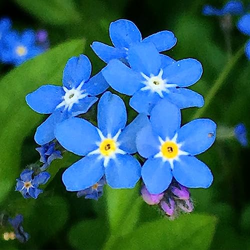 Forget Me Not 100 Seeds Newly Harvested, Beautiful Abundant Blooms