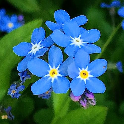 Forget Me Not 100 Seeds Newly Harvested, Beautiful Abundant Blooms