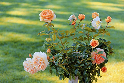 The Living Urn BioUrn and Planting System. Grow a Living Memory Tree, Plant, or Flowers from a Person's Ashes. 100% Biodegradable (This Version Does not Come with a Tree Seedling)