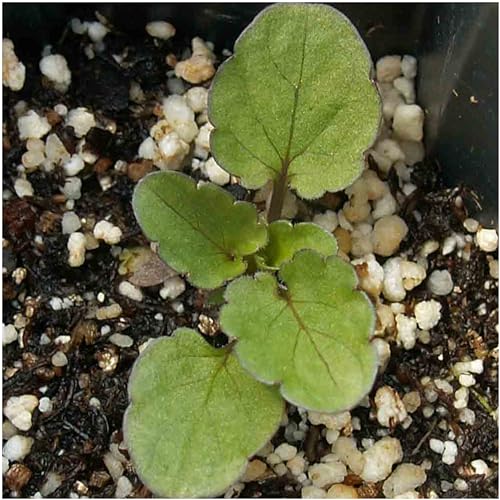 Seed Needs Bambini Viola Seeds to Plant an Annual Flower Garden 5 Packs - size: 5 Packs, style: Bambini Viola