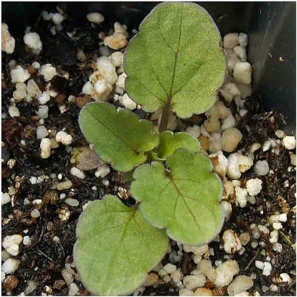 Seed Needs Bambini Viola Seeds to Plant an Annual Flower Garden 5 Packs - size: 5 Packs, style: Bambini Viola