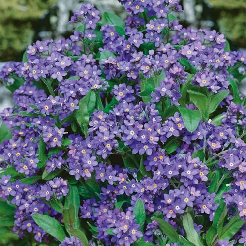 Eden Brothers Forget Me Not Seeds - Indigo Blue - size: 1 Ounce, style: Indigo Blue