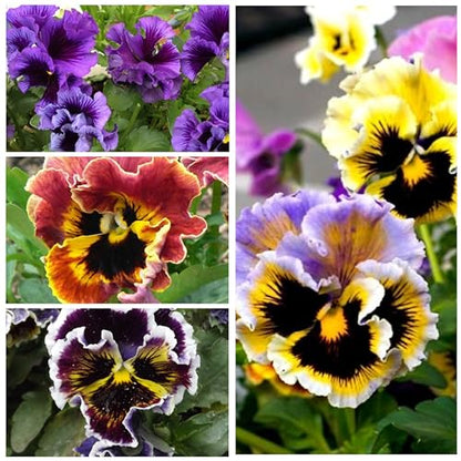 Seed Needs Rococo Pansy Seeds to Plant a Mixture of Frilly Flowers 2 Packs - size: 2 Packs, style: Rococo Pansy