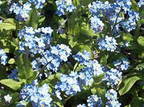 Forget Me Not 100+ Seeds Newly Harvested, Beautiful Abundant Blooms