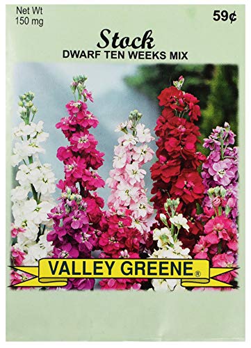 Black Duck Brand Set of 25 Stock Flower Seed Packets! Flower Seeds in Bulk - Great for Creating The Garden of Your Dreams! (25, Stock - Dwarf Ten Weeks) - color: Stock - Dwarf Ten Weeks