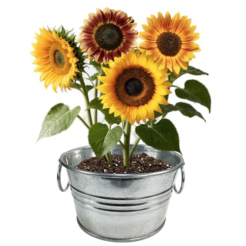Grow Your Own Mini Sunflowers Plant Seeds 3-Pack, DIY Indoor Succulents and Live Plants for Home or Garden Planting, Pail of Sunshine - color: Pail of Sunshine 3-PK