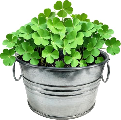 Grow Your Own Shamrocks Plant Seeds 3-Pack, DIY Indoor Succulents and Live Plants for Home or Garden Planting, Pot O' Good Luck - color: Pot O' Good Luck 3-PK