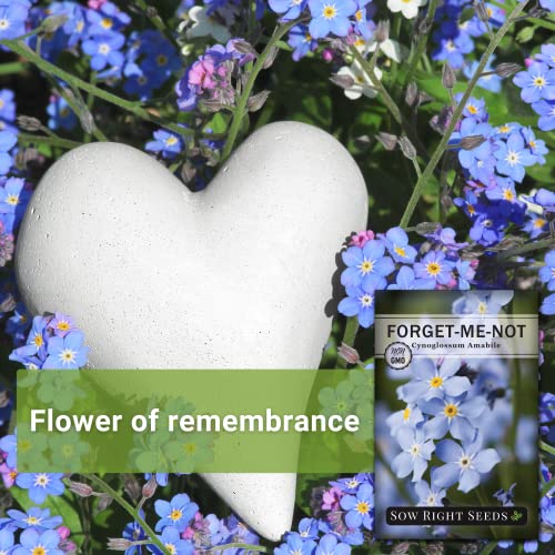 Sow Right Seeds - Chinese Forget-Me-Not Seed for Planting Flowers 10pk
