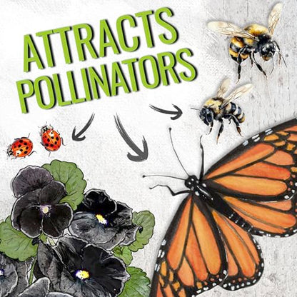 Seed Needs Black Pansy Seeds to Plant a Gothic Butterfly Garden 2 Packs - size: 2 Packs, style: Black Pansy