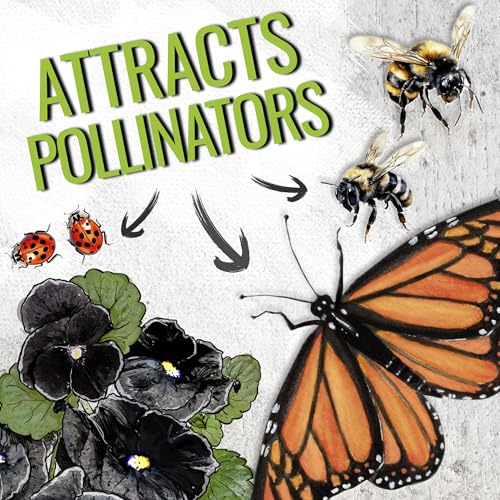 Seed Needs Black Pansy Seeds to Plant a Gothic Butterfly Garden 5 Packs - size: 5 Packs, style: Black Pansy
