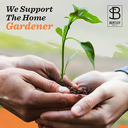 Bentley Seeds Mr & Mrs Pre Filled Flanders Poppy Seed Packets - 25 Individual Flanders Poppy Seed Packs -Wedding or Anniversary Party Favors Non-GMO Eco-Friendly Gift - Indoor Outdoor Garden Seeds - style: Mr and Mrs