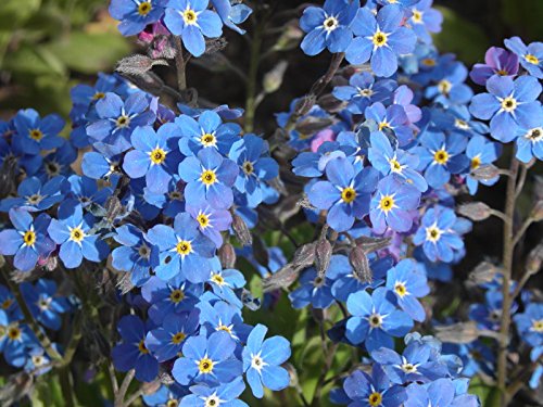 75+ HEIRLOOM FLOWER GROUNDCOVER SEEDS FORGET ME NOT "MYOSOTIS SYLVATICA" NON-GMO
