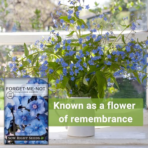 Sow Right Seeds - Chinese Forget-Me-Not Seed for Planting Flowers 25pk