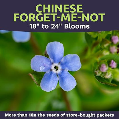 Chinese Forget Me Not Wildflower Seeds - Bulk 1 Ounce Packet - Over 5,500 Open Pollinated Seeds - Blue Cynoglossum amabile - size: 1 Ounce Pouch