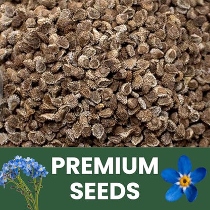 Chinese Forget Me Not – 4,000 Seeds for Planting – 2026 Season – 1 Ounce Pouch - size: 1 oz