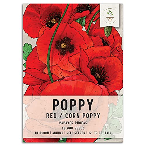 Seed Needs Red Corn Poppy Seeds to Plant Annual Flowering Poppies 1 Pack