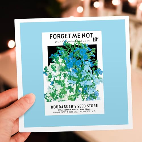 3dRose Forget Me not Dwarf Compact Roudabushs Seed Store 1 Greeting Card with envelope - size: 5.5”