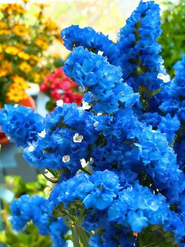 Mix Statice Forget me not Seeds for Planting, 309+pcs Perennial Statice Flower Seeds, Non-GMO Heirloom Rare Beauty Blooms Flowers Plants Home Garden for Outdoors