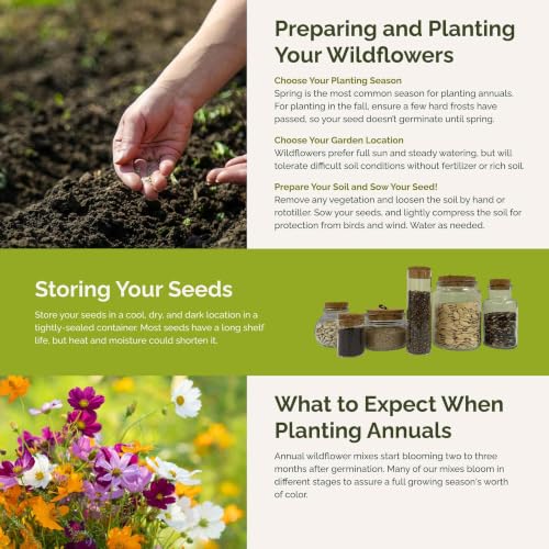 Eden Brothers All Annual Wildflower Mixed Seeds for Planting, 1 oz, Seeds with Sunflower, Indian Blanket, Scarlet Flax | Attracts Pollinators, Plant in Spring, Zones 3, 4, 5, 6, 7, 8, 9, 10 - size: 1 Ounce, style: All Annual