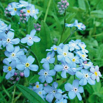 50 Pcs Woodland Forget me not Seeds Myosotis Sylvatica Flower Seeds Nature Fresh Flower Seeds Garden Flower Bonsai