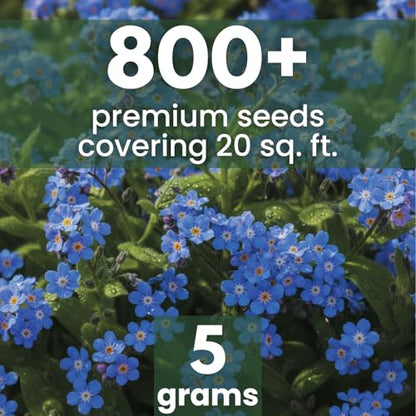 Chinese Forget Me Not – 800 Seeds for Planting – 2026 Season – 5 Grams - size: 0.18 oz