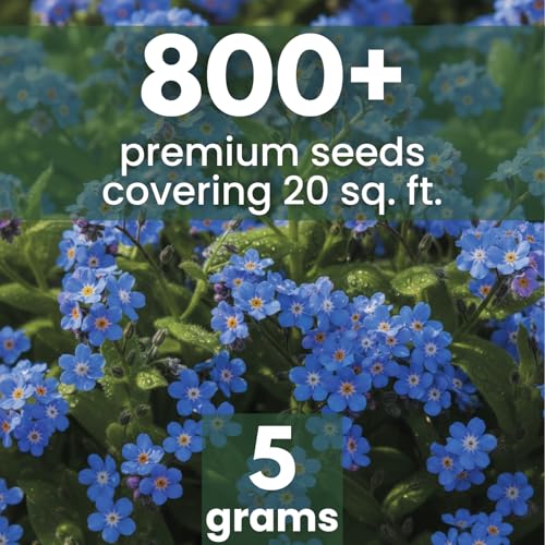 Chinese Forget Me Not – 800 Seeds for Planting – 2026 Season – 5 Grams - size: 0.18 oz