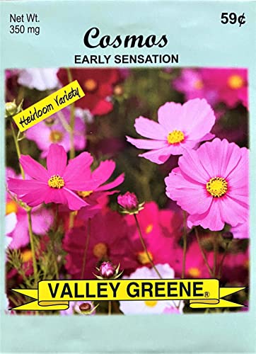 Black Duck Brand Set of 25 Cosmos Early Sensation Flower Seed Packets! Flower Seeds in Bulk - Great for Creating The Garden of Your Dreams! (25, Cosmos - Early Sensation) - color: Cosmos - Early Sensation