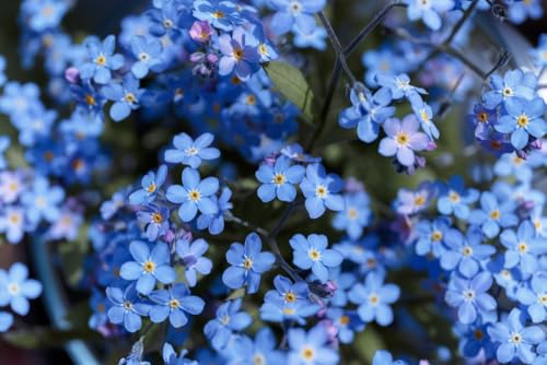 Forget Me Not, Seeds, Flower Seeds