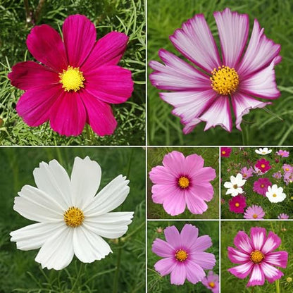Ferry-Morse Bulk Cosmos Seed Mix, 68,000+, 1 lb - color: Cosmos
