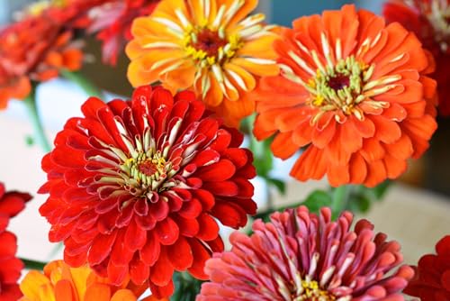 Set of 31 Premium Variety Flower Seed Packets - Heirloom Non-GMO and Proudly Sourced in The USA (31)