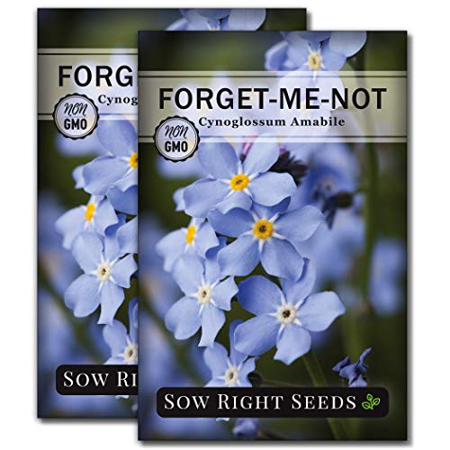 Sow Right Seeds - Chinese Forget-Me-Not Seed for Planting Flowers 2pk | Plant annual non-GMO heirloom for outdoor home garden. Blue celebration of life memorial flower for pollinator gardening.
