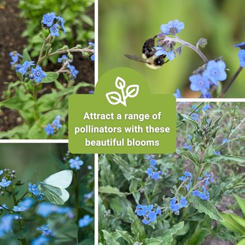Sow Right Seeds - Chinese Forget-Me-Not Seed for Planting Flowers 25pk