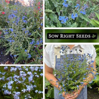 Sow Right Seeds - Chinese Forget-Me-Not Seed for Planting Flowers 25pk