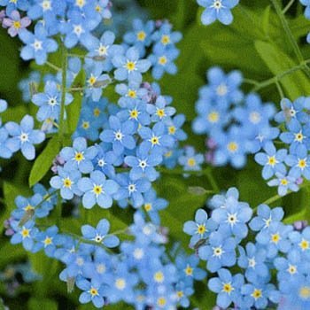 Outsidepride Cynoglossum Blue Chinese Forget Me Not Seeds - 1/4 Lb. Self-Sowing Annual Flower Seeds for Planting Dense Blue Blooms & Upright Growth Habit for Borders, Pollinator & Cottage Gardens - size: 0.25 lb.